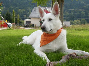 BilderJoieUndCampisKreuz2010 017.JPG