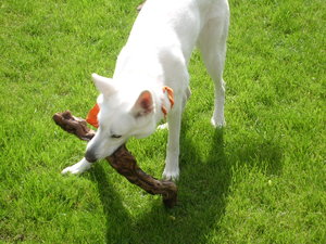 BilderJoieUndCampisKreuz2010 022.JPG