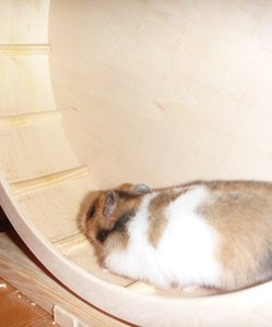 Kopie von Funny 036.JPG