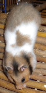 Funny Kopie von DSCN0800.JPG