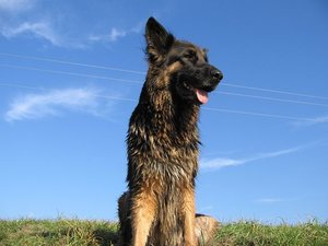 k-Herbst2010Wiese 031.jpg