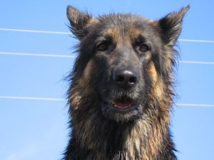 k-Herbst2010Wiese 040.jpg