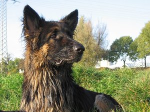 k-Herbst2010Wiese 080.jpg