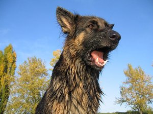 k-Herbst2010Wiese 077.jpg