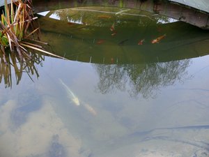 teich klein 053.JPG