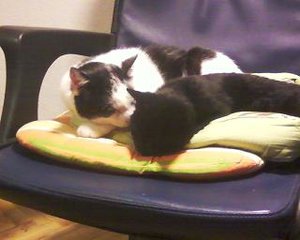 Micky & Socke (1).jpg