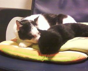 Micky & Socke (2).jpg