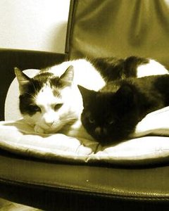 Micky und Socke in Schwarz WeiÃŸ.jpg