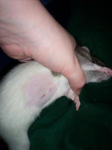 operierte cookie.jpg