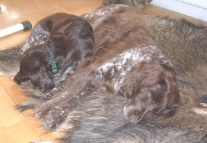 sÃ¼ÃŸe TrÃ¤ume.JPG