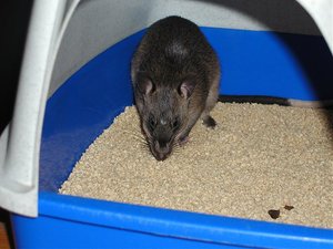 Ratte (12).jpg