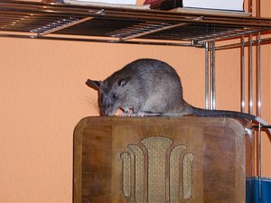 Ratte (7).jpg
