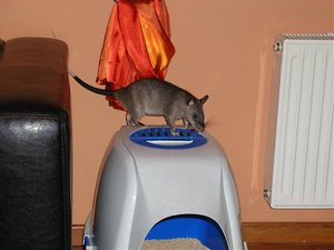 Ratte (10).jpg