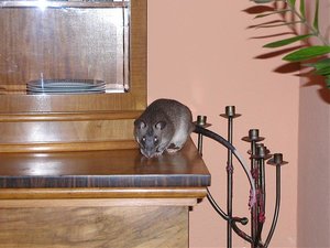 Ratte (42).jpg
