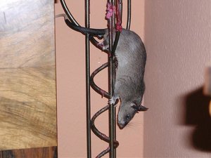 Ratte (25).jpg