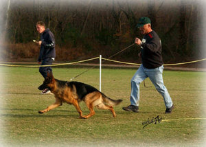 DSC_1766%20Felix%20(Hund)[1].jpg