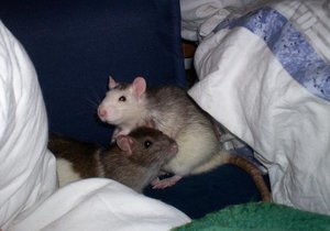 Schnuppi & Ratti.jpg