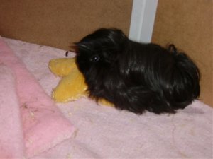 Schweinis am 01.12.07 015.jpg