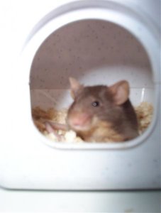 Maus im weiÃŸen Haus.jpg