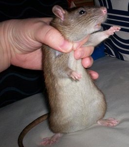 Toffy muÃŸ posieren 3.jpg