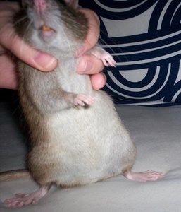 Toffy muÃŸ posieren 4.jpg