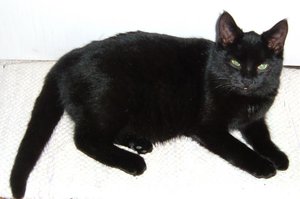 katzen 005 Korrektur.jpg