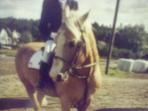 Braunes Pferd (28).jpg