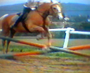 Braunes Pferd (10).jpg