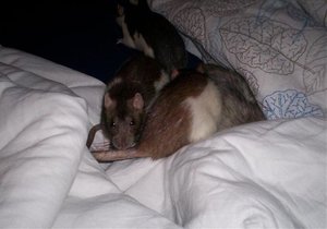 Inti Penny, Schnuppi, Cookie, Ratti.jpg