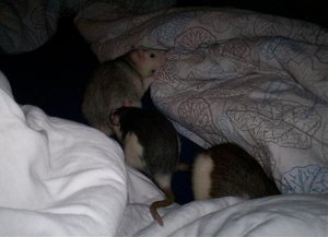 Inti Penny, Schnuppi, Ratti.jpg