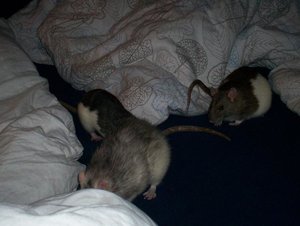 Inti Penny, Schnuppi, Ratti 2.JPG