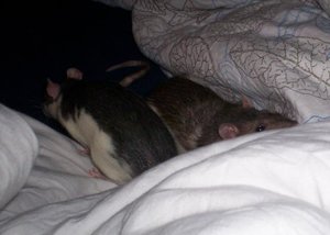 Inti Ratti und Penny.JPG