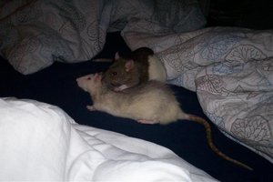 zwangsputzen Schnuppi Ratti.jpg