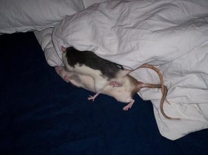 Inti Penny Ratti.JPG