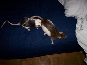 Inti Penny und Cookie.jpg