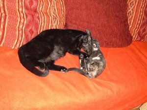 baghira und paula 003.jpg