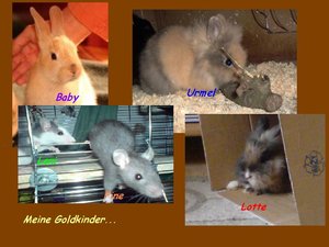 Goldkinder.JPG
