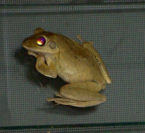 frosch1.jpg