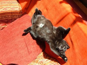 fÃ¼hjahrsmÃ¼digkeit 002.jpg