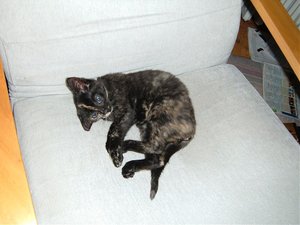 fÃ¼hjahrsmÃ¼digkeit 004.jpg