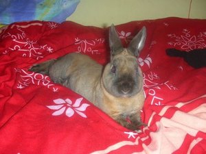 Alter Hasi WICHTIG.jpg