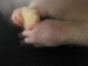 10; 01 Wickis Pfote.JPG