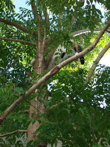 Hobbes versteckt.jpg