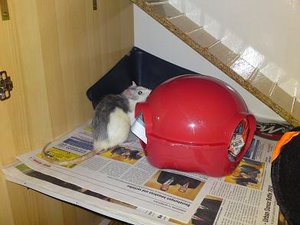 freddy.jpg freddy.jpg