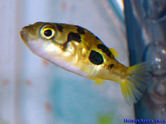 zwergkugelfisch.jpg
