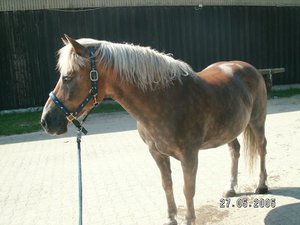 Stall-Haus-... 426.jpg