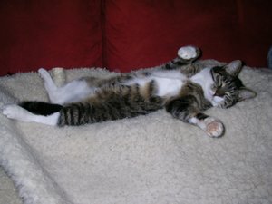 Kanzo.jpg (2) - Kopie.jpg