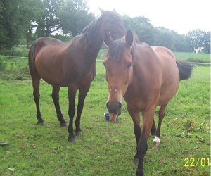 Sepp,Ghana und Honey.jpg