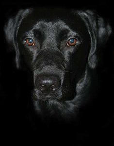 Buddy 19.11.2010 (8).jpg