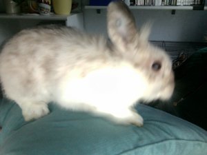 Foto am 29-11-2010 um 15.27.jpg